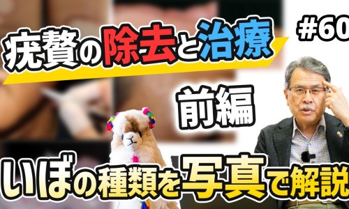 蝮蛇木瓜胶囊功效作用-仲景人蝮蛇木瓜胶囊价格网 | 蝮蛇木瓜胶囊功效作用,蝮蛇木瓜颗粒主治